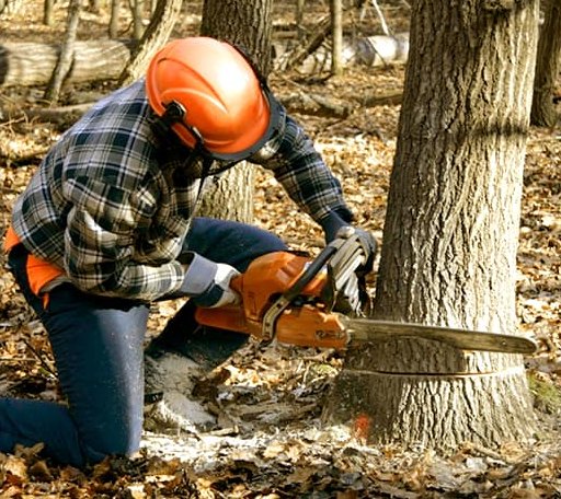 Tree Removal in Alamo, IN